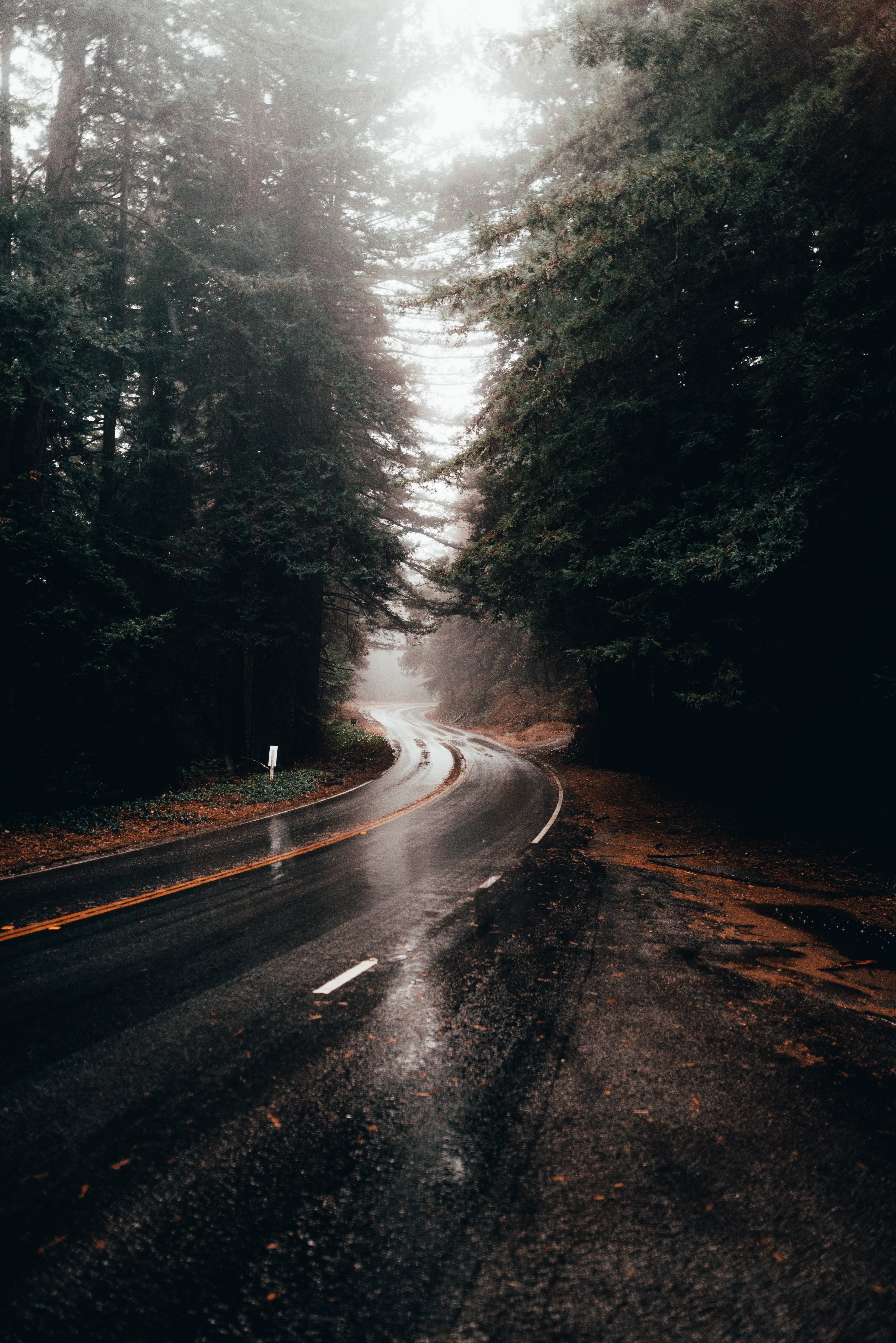 Image of road curving to the left with trees on either side of the road